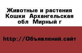 Животные и растения Кошки. Архангельская обл.,Мирный г.